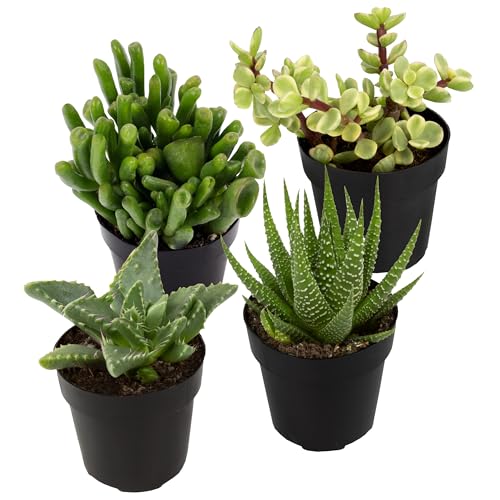 Best Plants for Kitchen